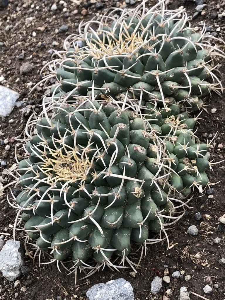Cactus de Biznaga en pareja