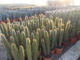 Cactus Columnares en macetas
