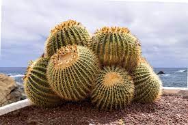 Cactus de Barril