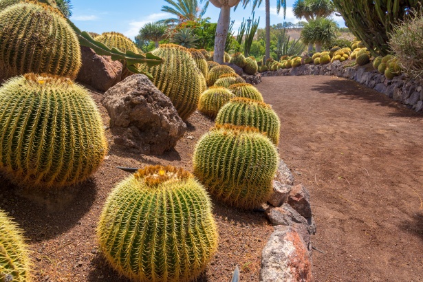Jardín de Cactus de Barril