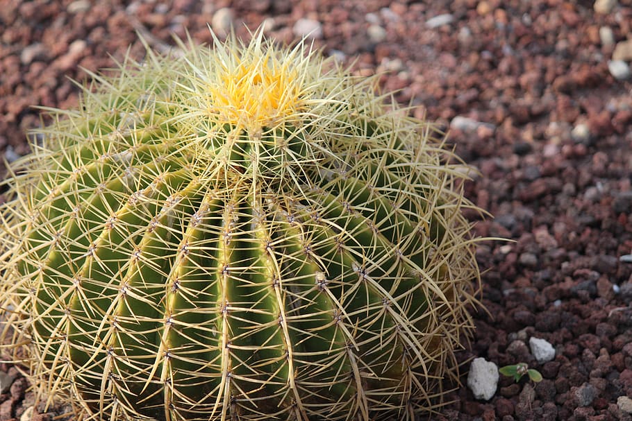 Cactus de Barril individual