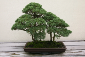 Juniperus chinensis en maceta